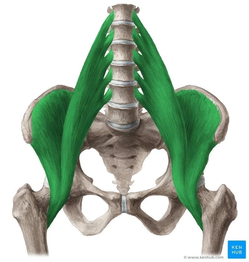 Anatomy diagram of the iliopsoas, the deep hip flexor muscle also known as the psoas