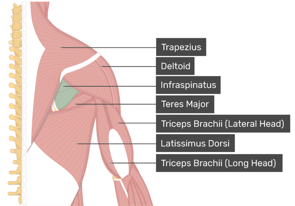 Anatomy diagram of the infraspinatus muscle on the shoulder blade, a target for the shoulder blade release