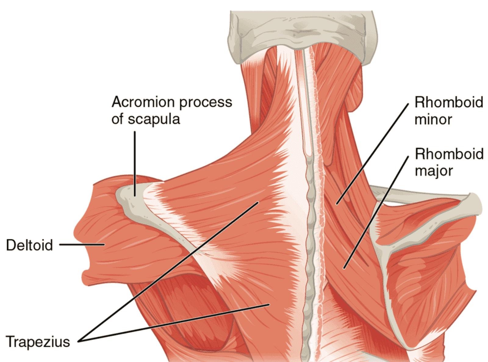 Person standing against a wall rolling a tennis ball along the upper back muscles for self-massage