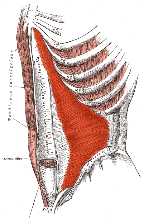 Transversus abdominis training - your core activated!