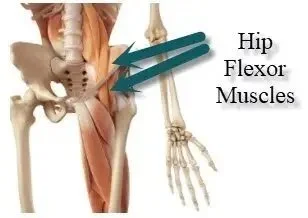 Anatomy diagram of the hip flexor muscles at the front of the hip and lower abdomen