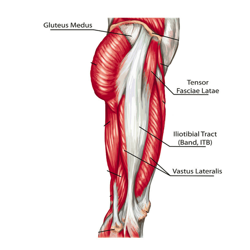 Anatomy diagram of the lateral quadriceps, the vastus lateralis muscle on the outer thigh
