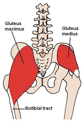 Anatomy diagram of the posterior hip muscles, showing the gluteus maximus and gluteus medius