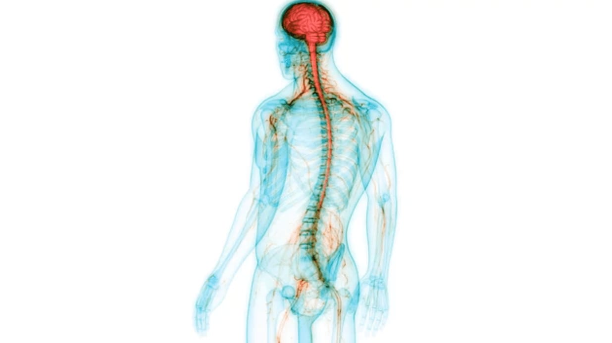 🧠 Understanding Nerve Health: What You Need to Know to Stay Pain-Free