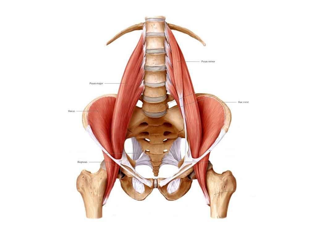 Anatomy diagram of the hip flexor muscles at the front of the pelvis and thigh