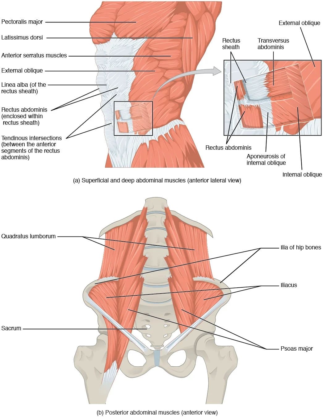 Anatomy diagram of the muscles of the abdomen and lower back