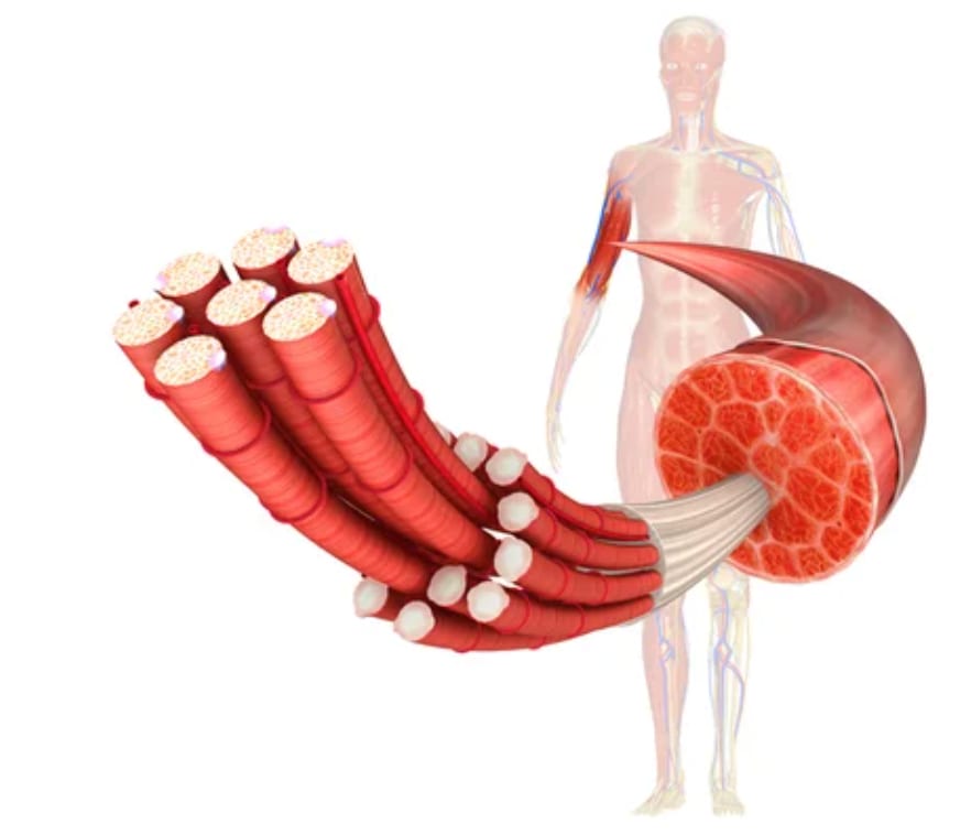Fascia Care 101