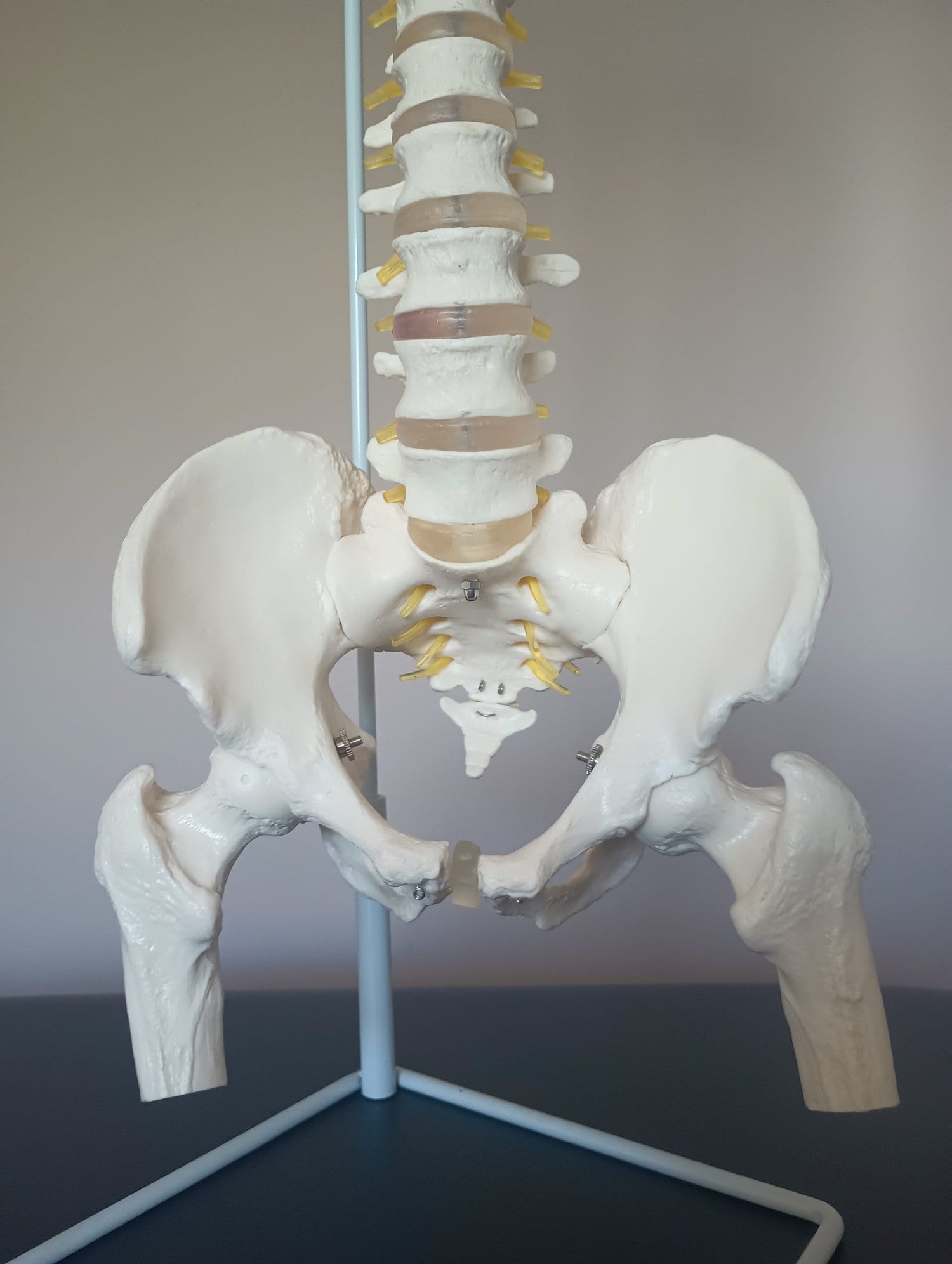Anatomy illustration of the lumbar spine and the discs that cushion the vertebrae of the low back