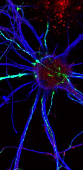 Illustration of neurons