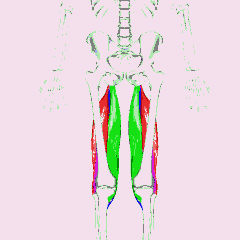 Anatomy diagram of the hamstring muscles running down the back of the thigh