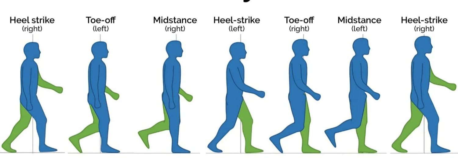 Diagram of the gait cycle