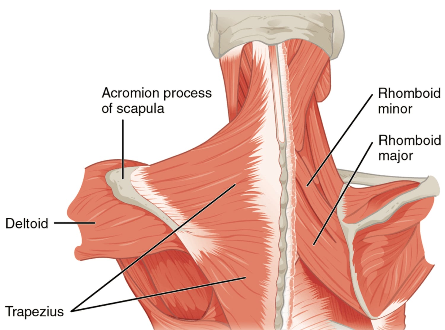 Tennis Ball Self-Mobilization: Upper Back & Shoulders Edition